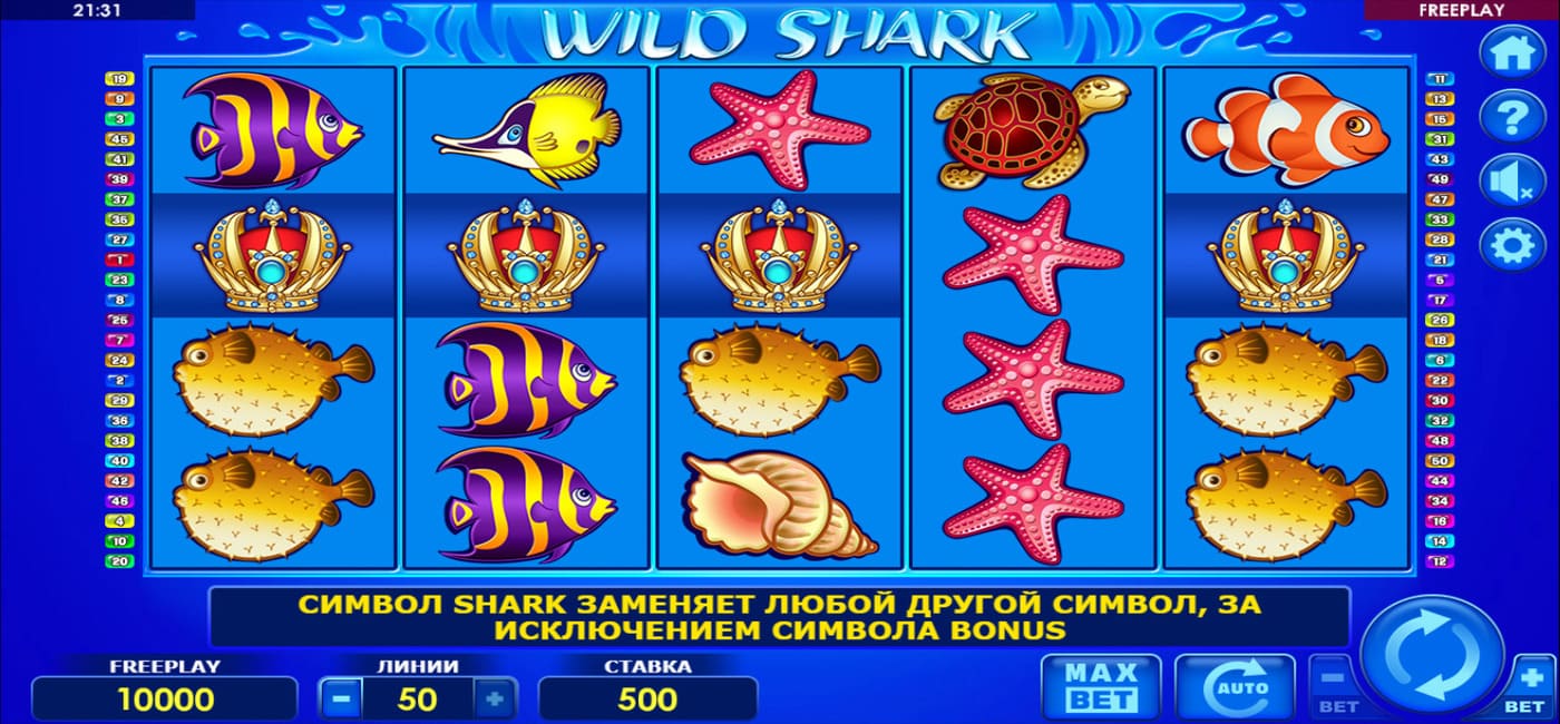 Wild Shark